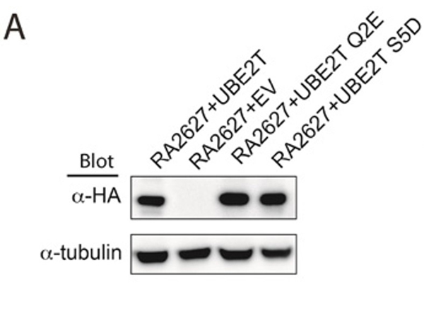 Western Blot using HA epitotpe tag